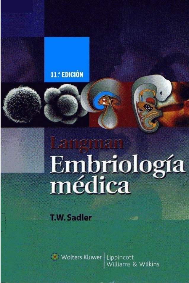 embriologia langman